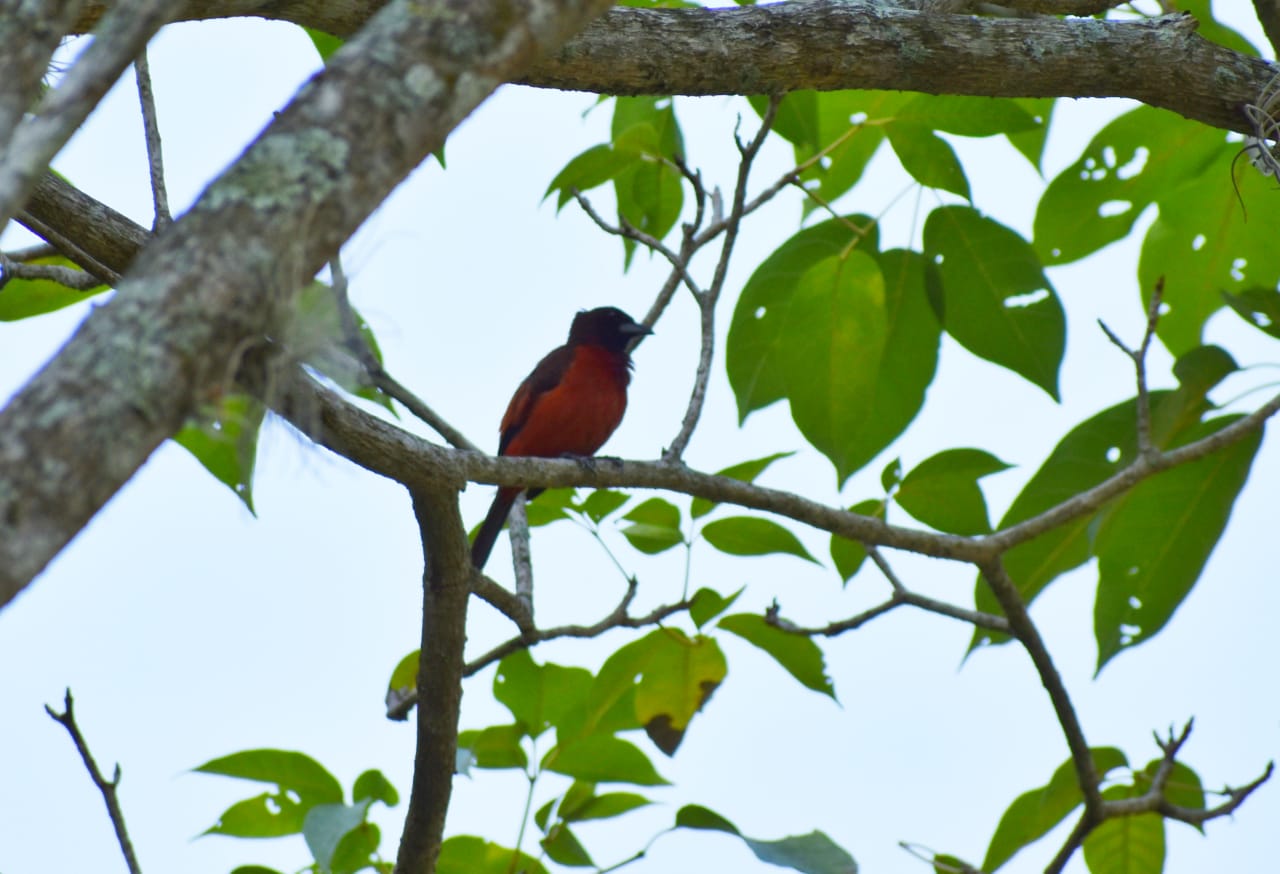 Sangretoro o asoma terciopelo sobre rama