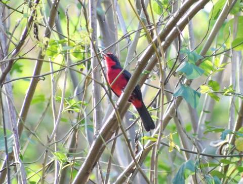 La rosita canora en el bosque