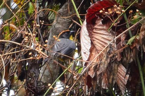 Atlapetes latinuchus nigrifrons perija