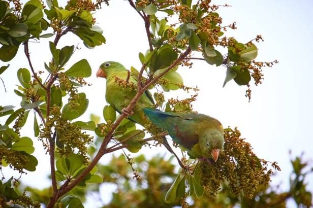 dos Periquitos en una rama