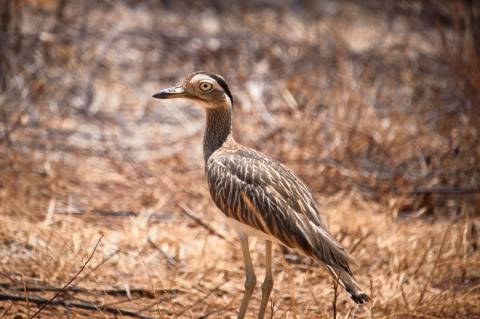 Alcaravan Burhinus bistriatus en la sabana