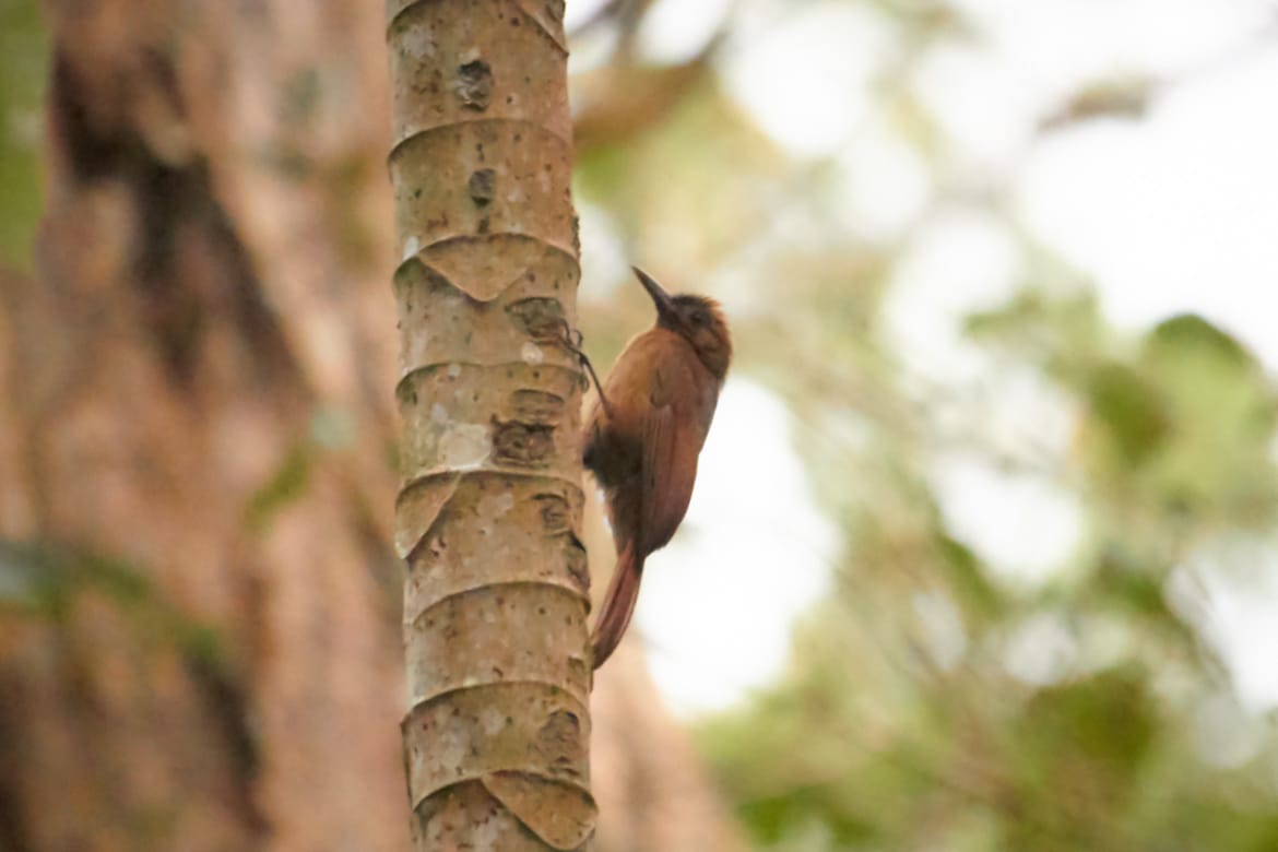 Trepatroncos caminando en cecropia
