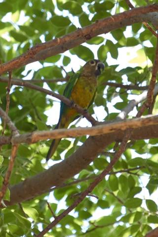 Periquito carasucia sobre una rama
