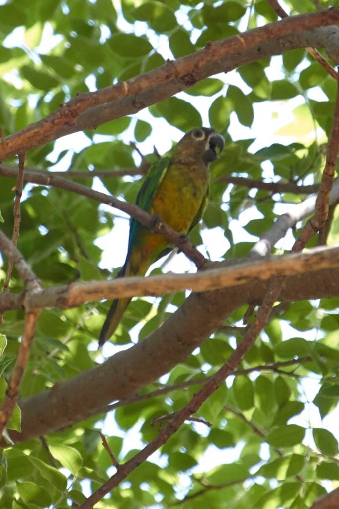 Periquito carasucia sobre una rama