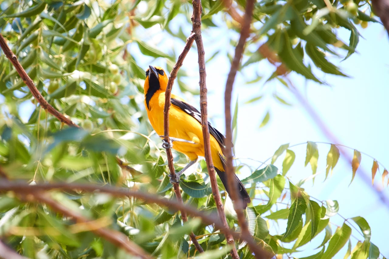 Turpial posado sobre una rama