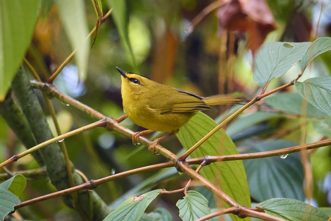 reinita posada sobre una rama