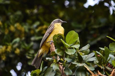 Suelda social sobre un arbol