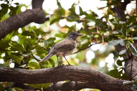 Mirla posada sobre una rama