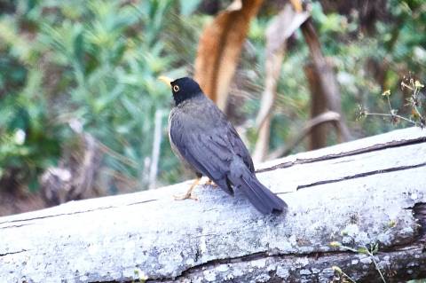 Mirla de pecho castaño sobre un tronco