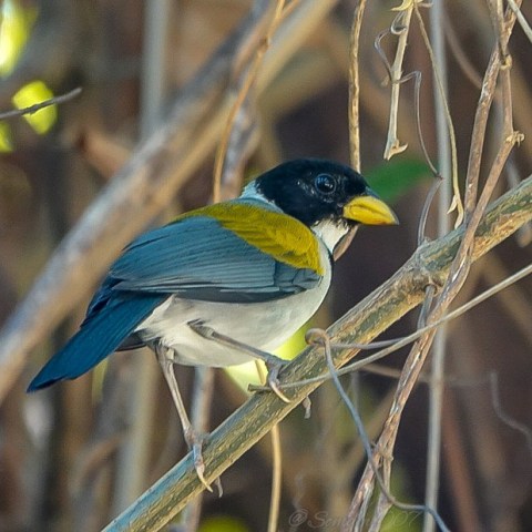 gorrión montes en bosque seco