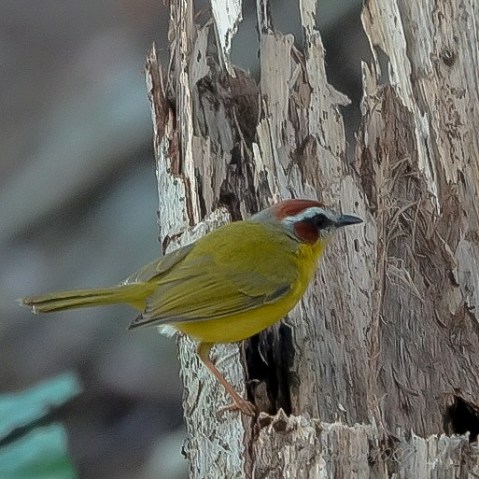 reinita posada sobre un tronco