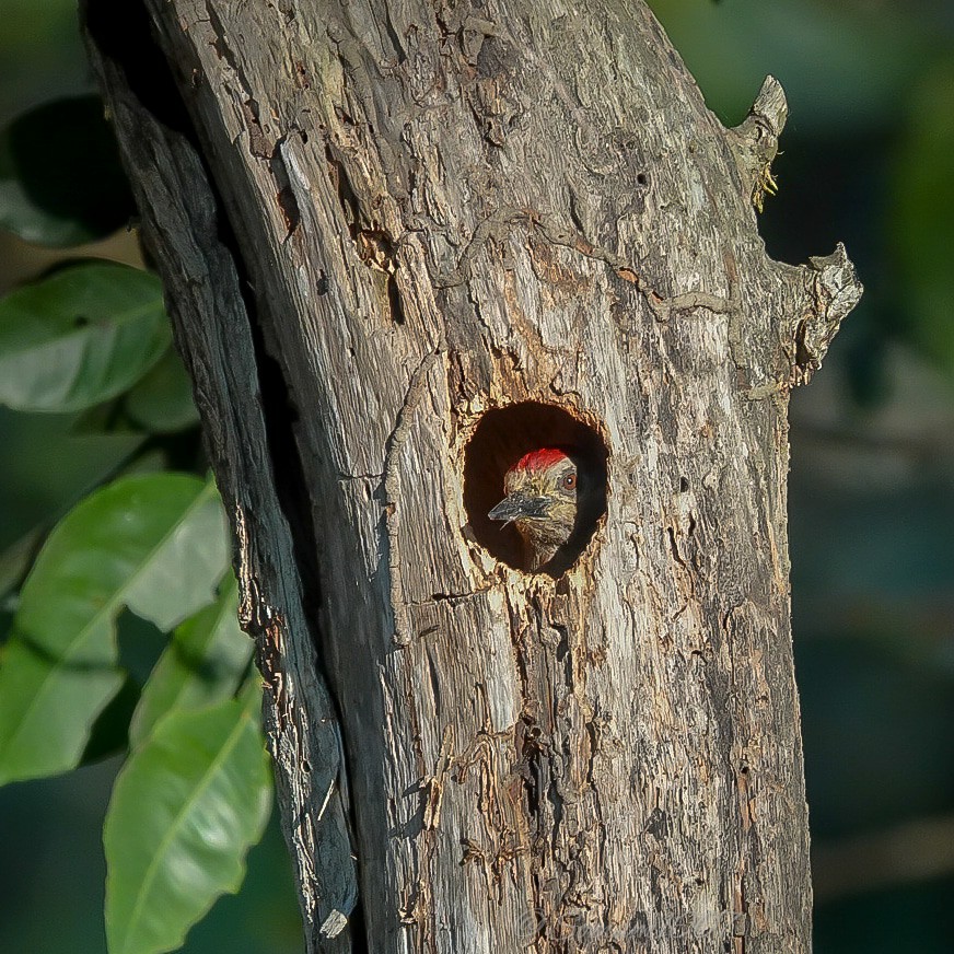 pajaro carpintero asomado en su nido