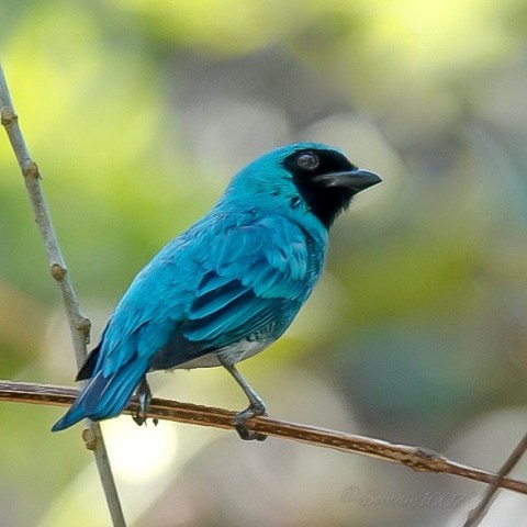 tangara golondrina sobre una rama