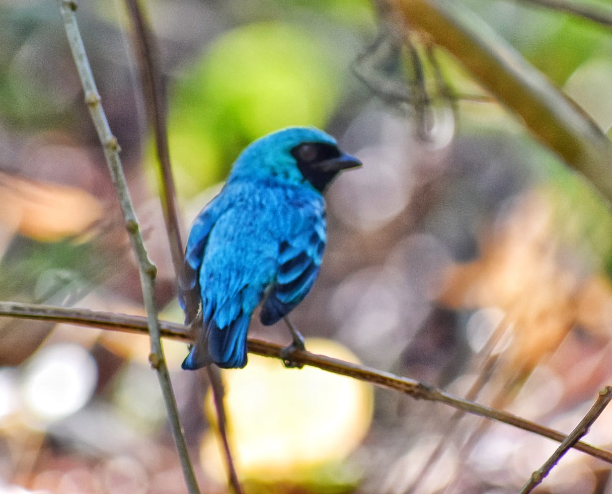Azulejo golondrina en el bosque