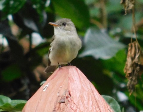 Atrapamoscas posado sobre un poste