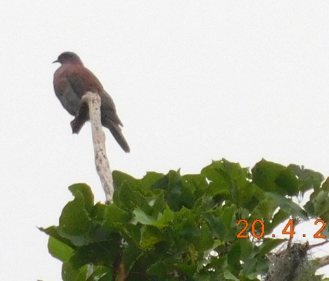 Paloma grannde posada en una rama