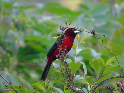 Pájaro sangretoro asoma terciopelo