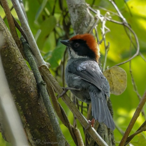 Montañerito atlapetes schistaceus
