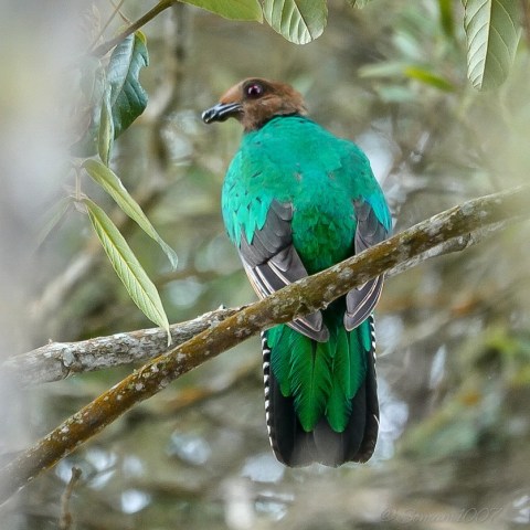 Quetzal crestado Perijá