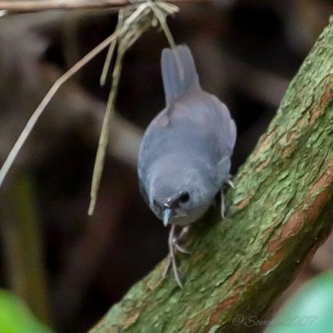 Pájaro tapaculo del perijá