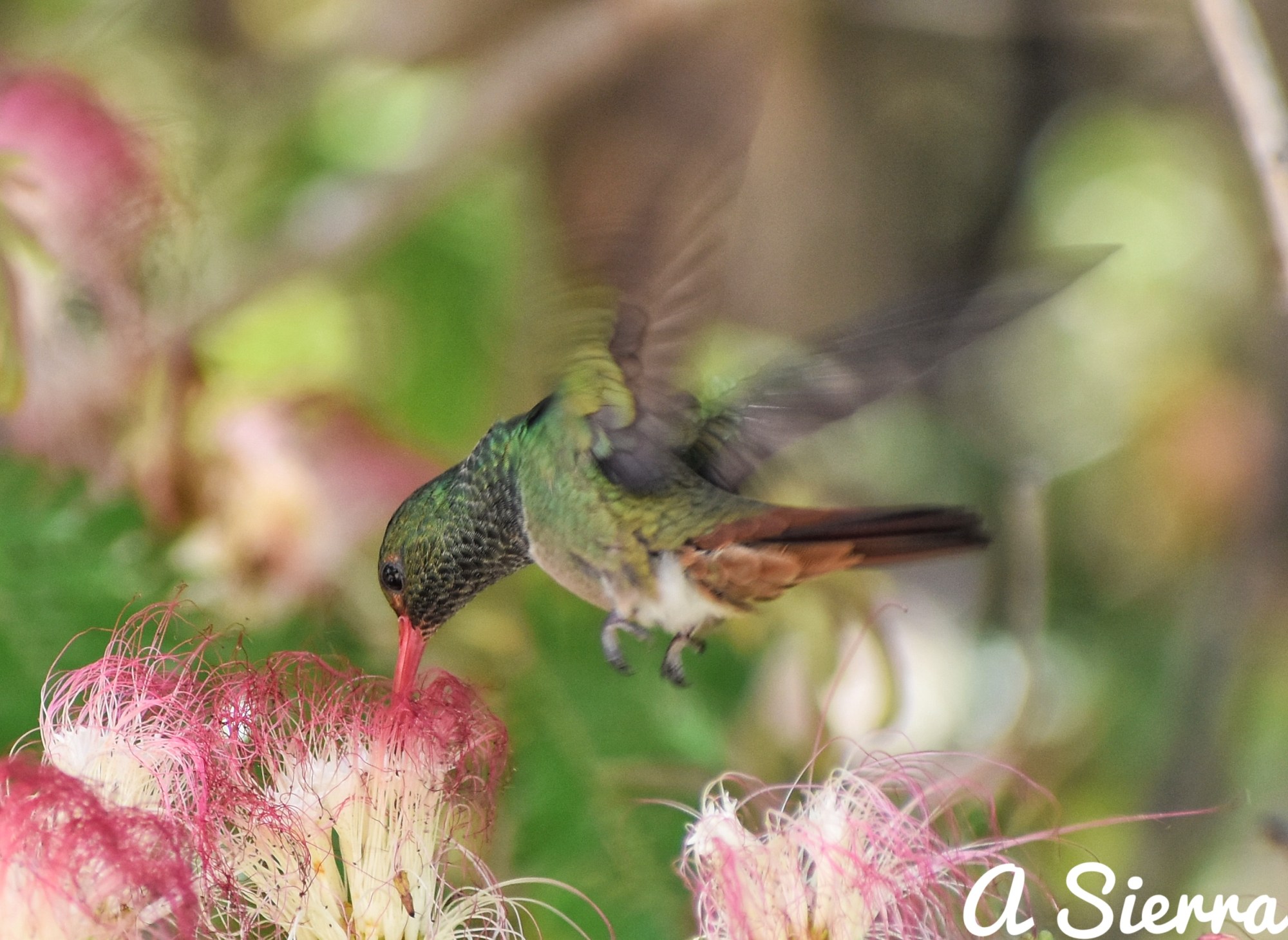 Colibrí amazilia en flores de algarrobillo