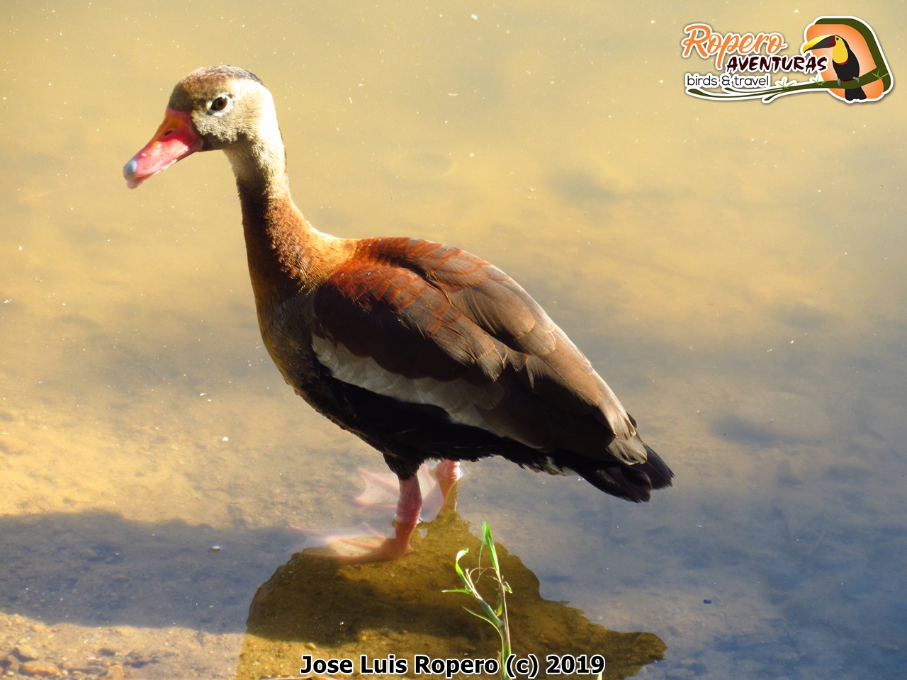 Pato pisingo en la orilla del lago