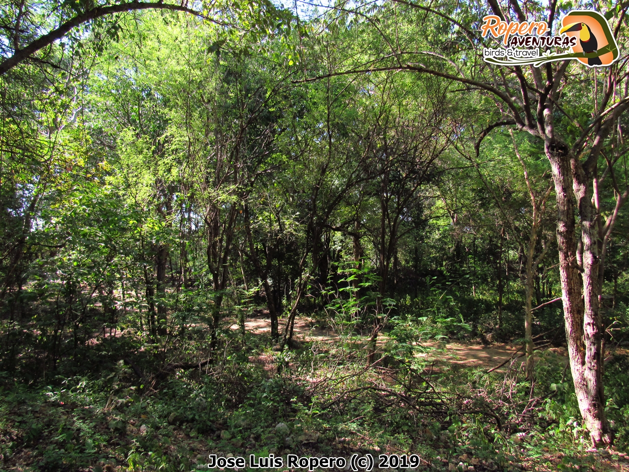 Bosque del Cementerio de Valledupar