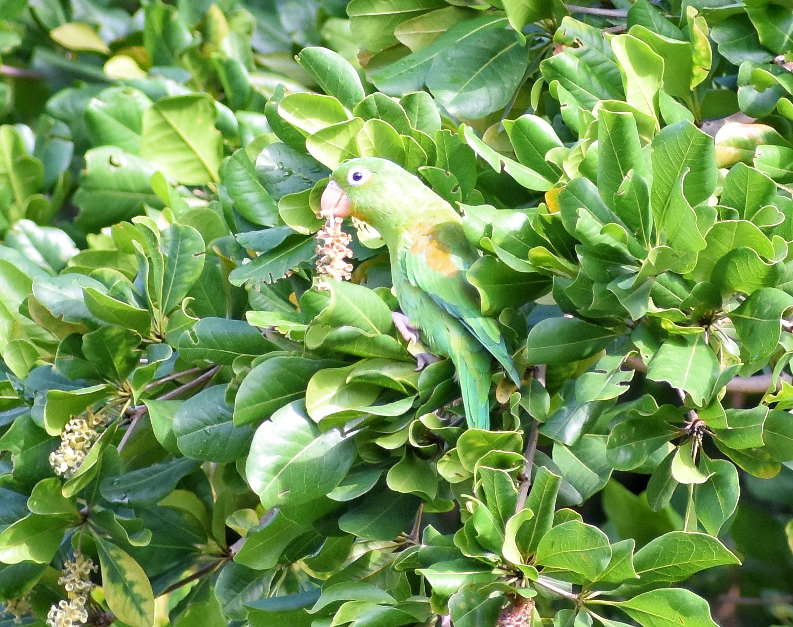 Periquito bronceado en olivo negro
