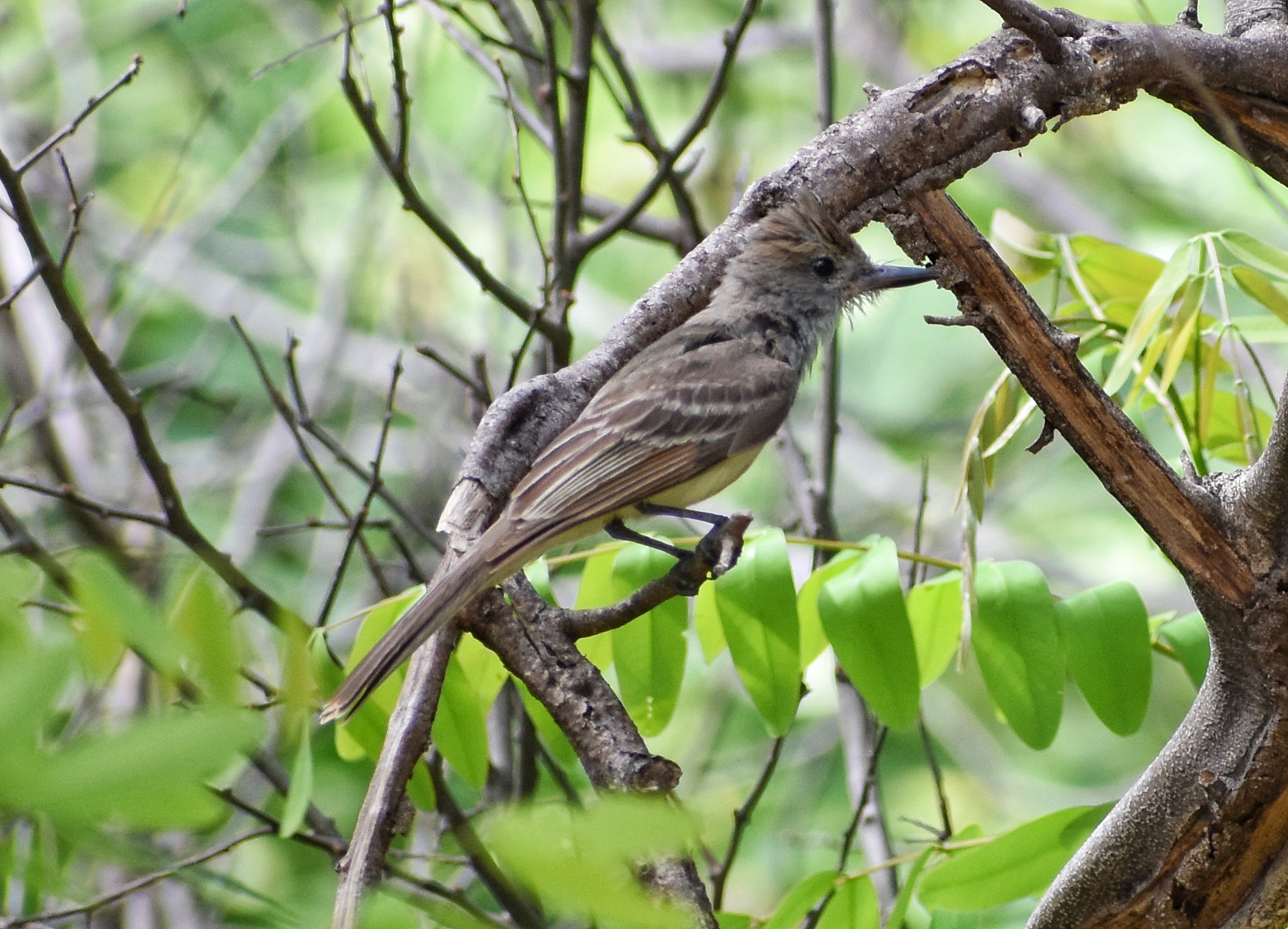 Atrapamoscas pardo Cementerio Valledupar