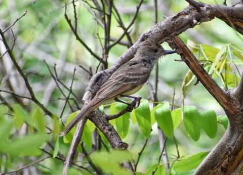 Atrapamoscas pardo Cementerio Valledupar