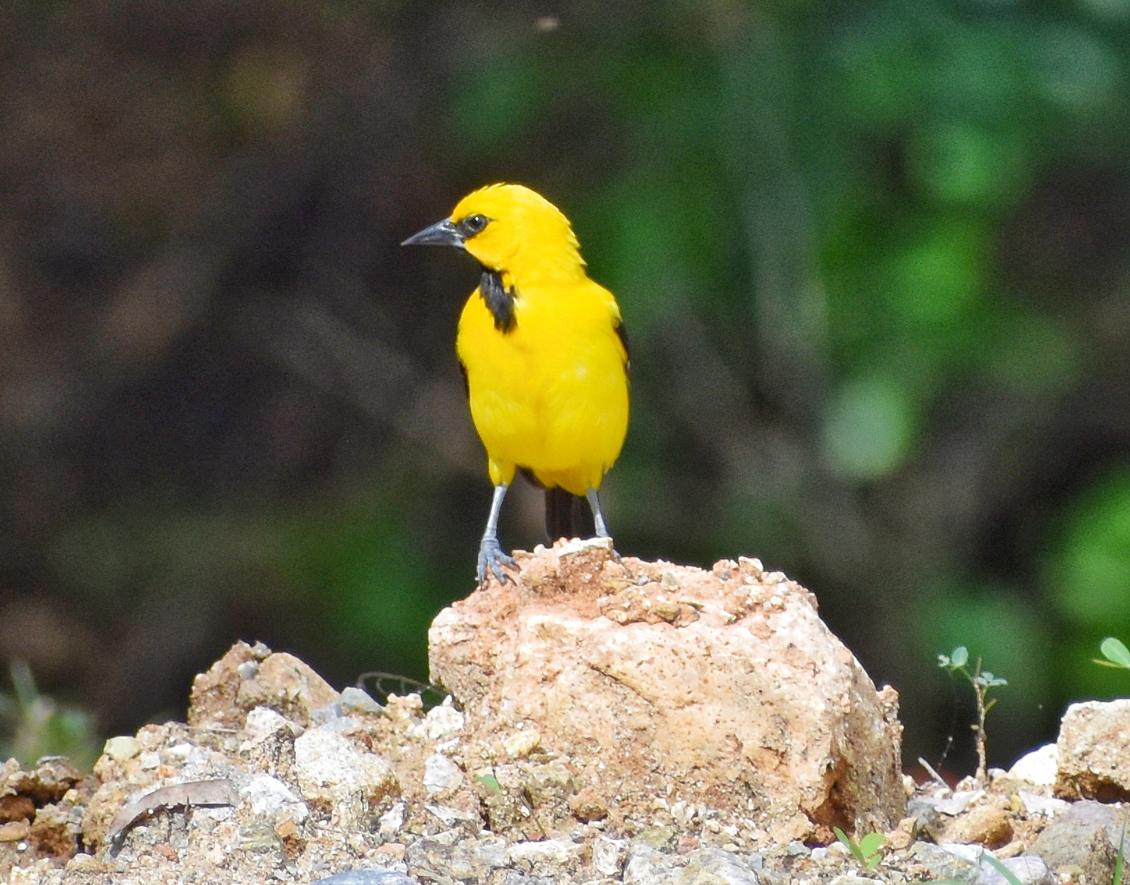 Pájaro gonzalito Icterus nigrogularis