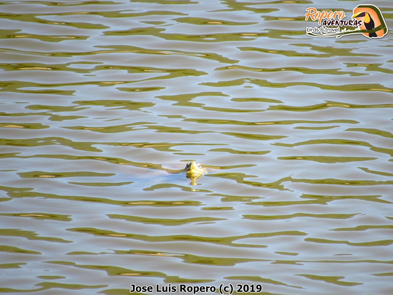 Tortuga asomada en el lago