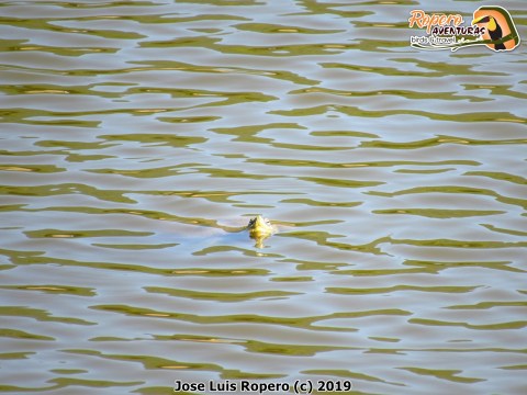 Tortuga asomada en el lago
