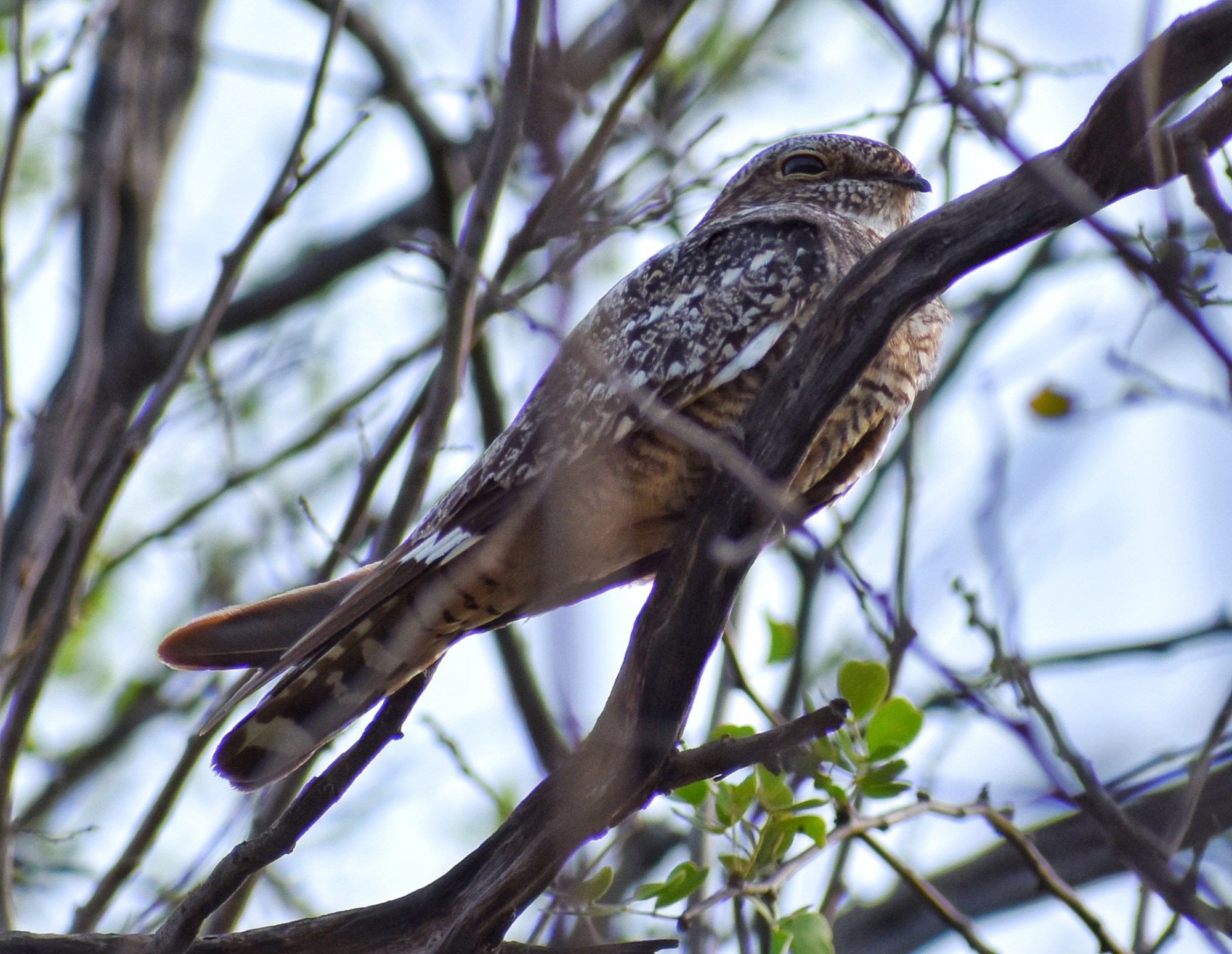 ave nocturna Chotacabras o gallina ciega