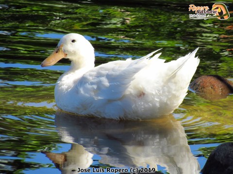 Pato azulón doméstico