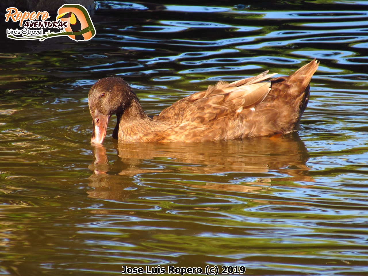 Pato ánade azulón hembra