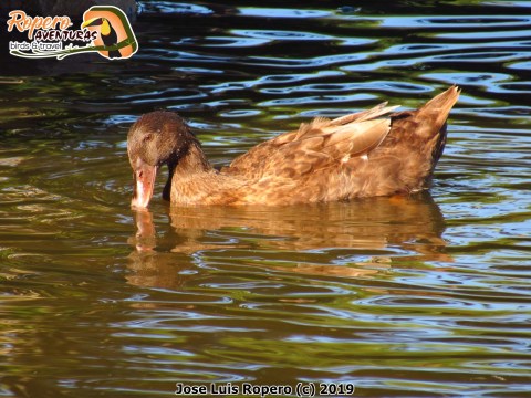 Pato ánade azulón hembra