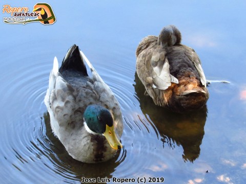Patos ánades azulones