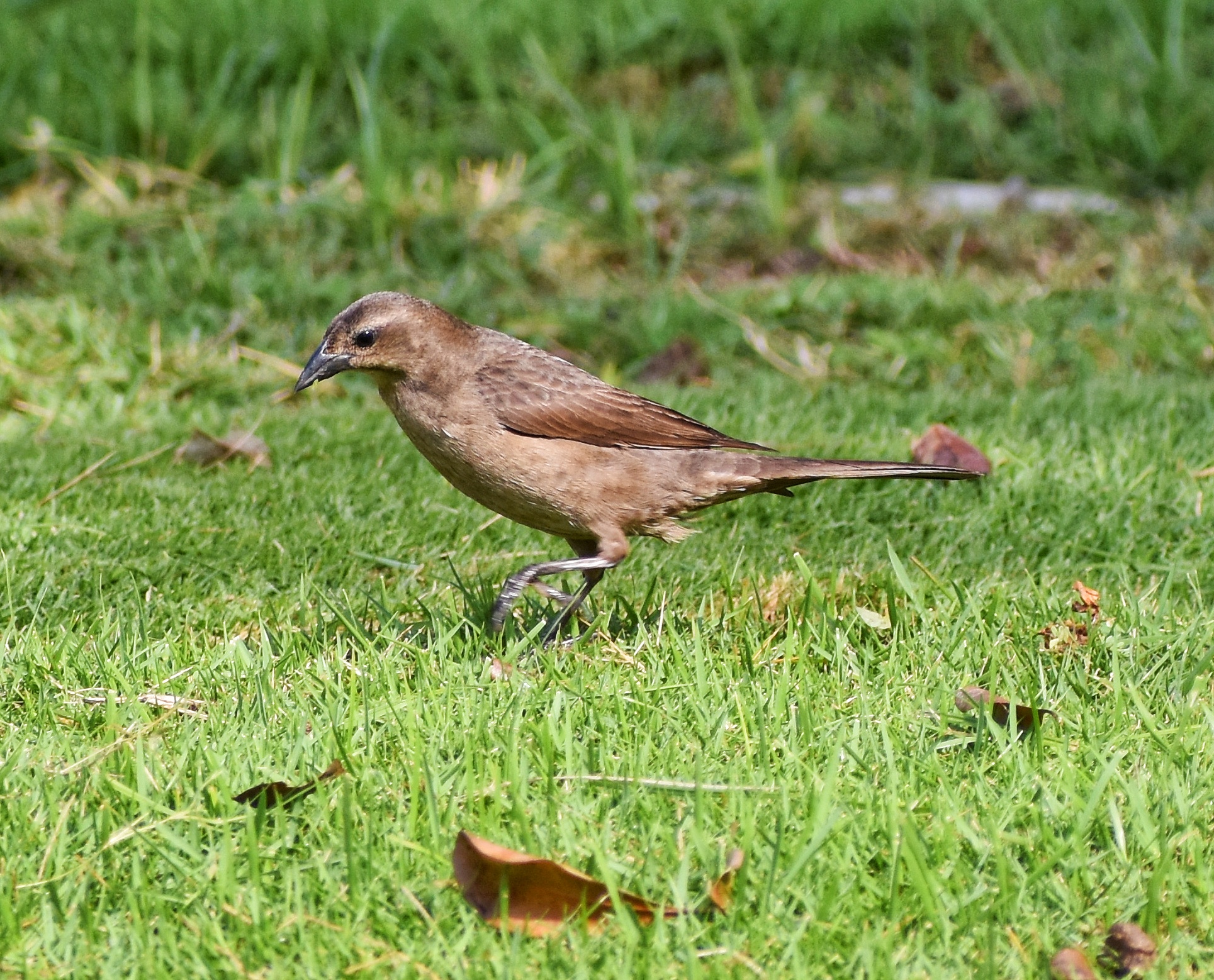 Pájaro Chamón común hembra