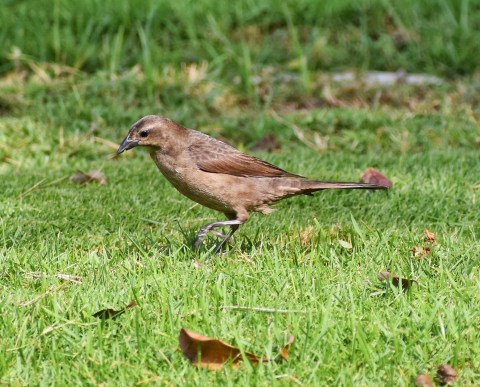 Pájaro Chamón común hembra
