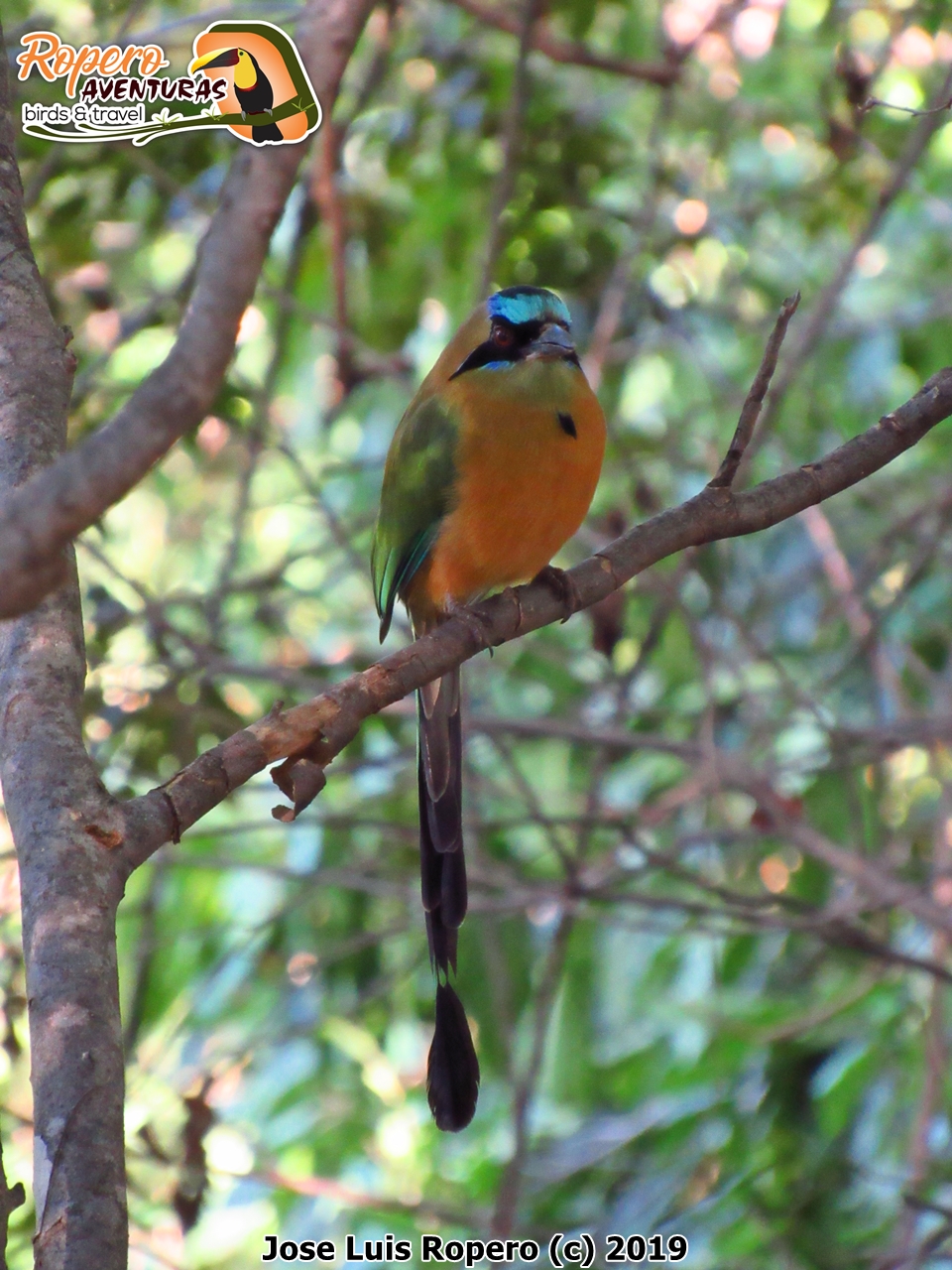 Pájaro Barranquero sobre una rama