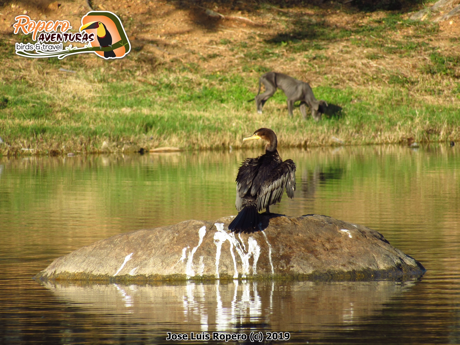Cormorán neotropical sobre una roca