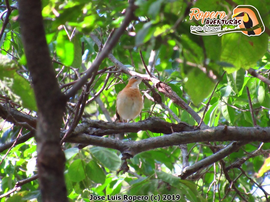 Pájaro albañil Furnarius leucopus