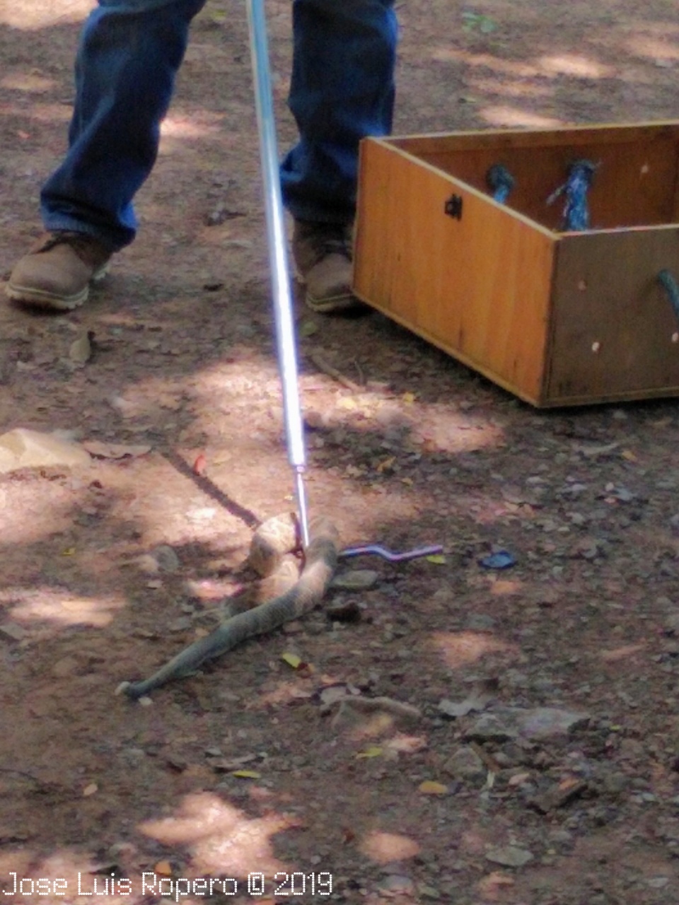 Hombre manipulando serpiente cascabel