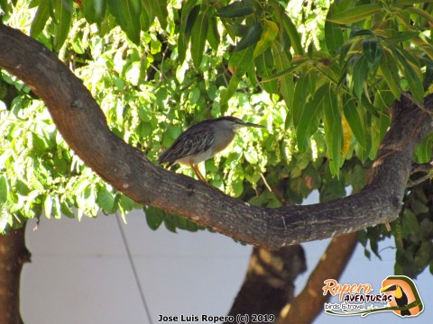 Garza estriada Butorides striata
