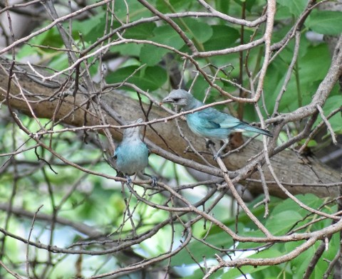 Azulejos glaucos (Thraupis glaucocolpa)