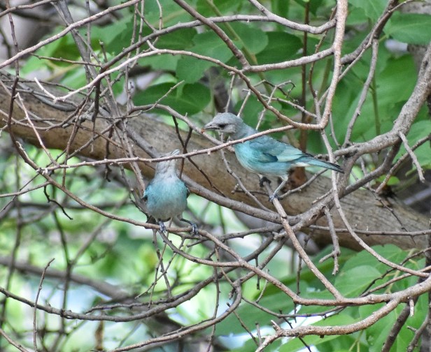 Azulejos glaucos (Thraupis glaucocolpa)