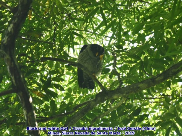 Búho negro y blanco perchado