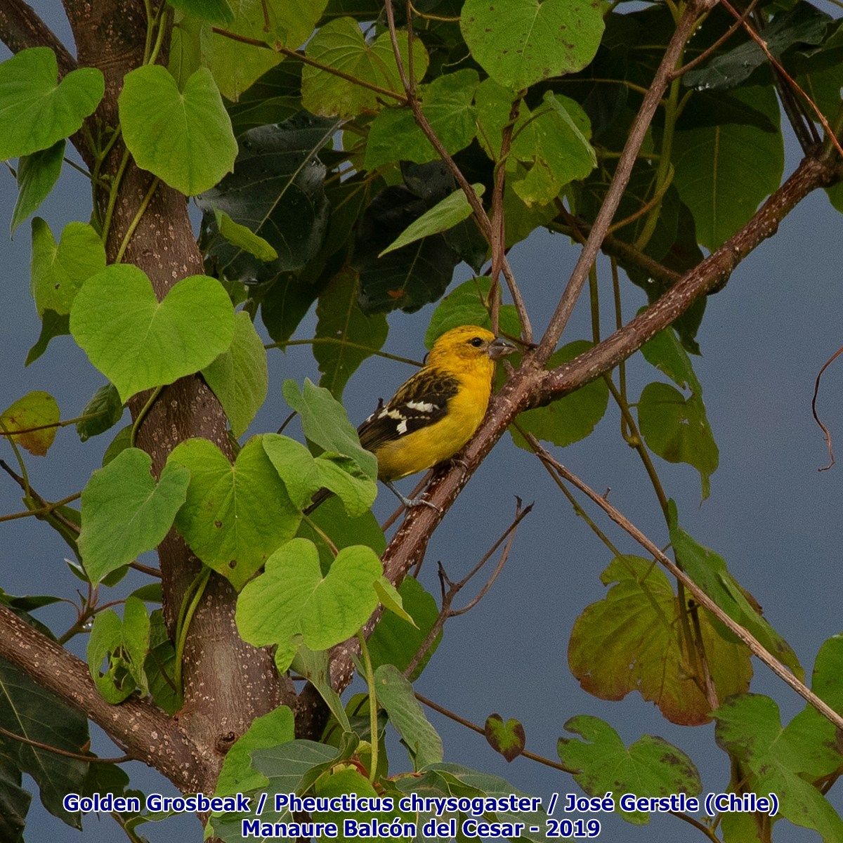 Golden Grosbeak Manaure Cesar