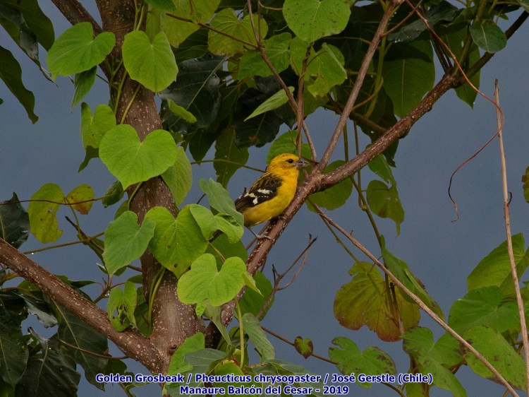 Golden Grosbeak Manaure Cesar